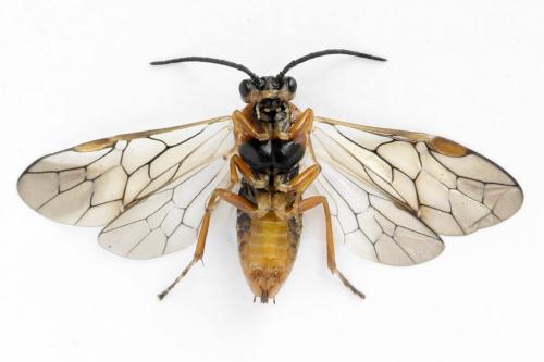 Réf. 314 497 : Euura krausi