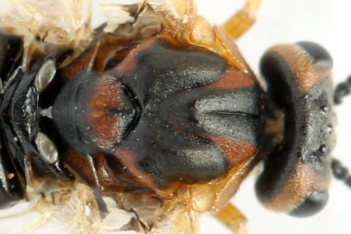 Euura krausi