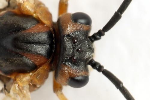 Euura krausi