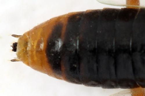 Euura krausi