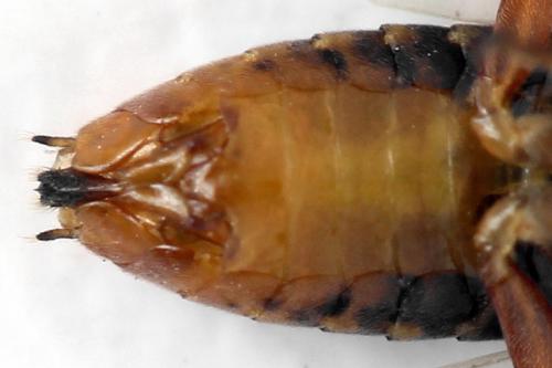 Euura krausi