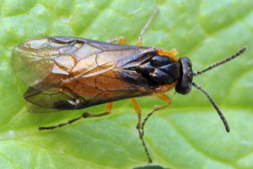Réf. 314 637 : Athalia lugens