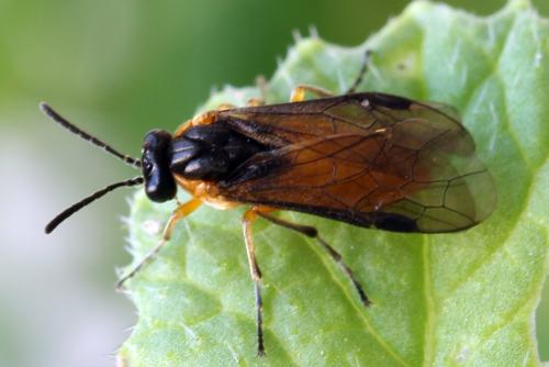 Réf. 314 638 : Athalia lugens