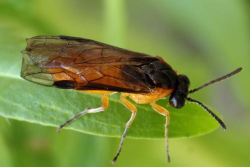 Réf. 314 639 : Athalia lugens