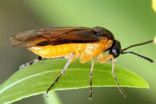Réf. 314 640 : Athalia lugens