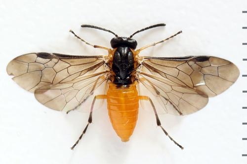 Réf. 314 652 : Athalia lugens
