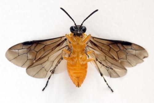 Athalia lugens