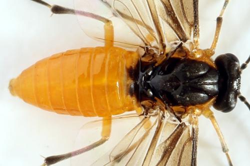 Réf. 314 654 : Athalia lugens