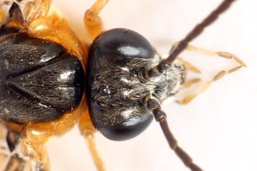 Réf. 314 656 : Athalia lugens