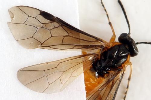 Réf. 314 658 : Athalia lugens