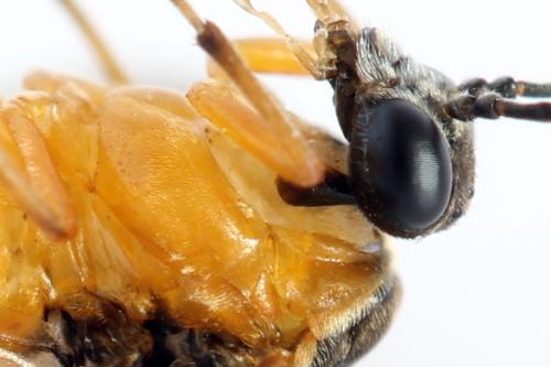 Réf. 314 664 : Athalia lugens