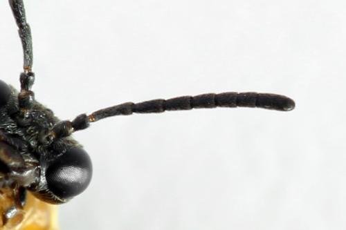 Réf. 314 666 : Athalia lugens