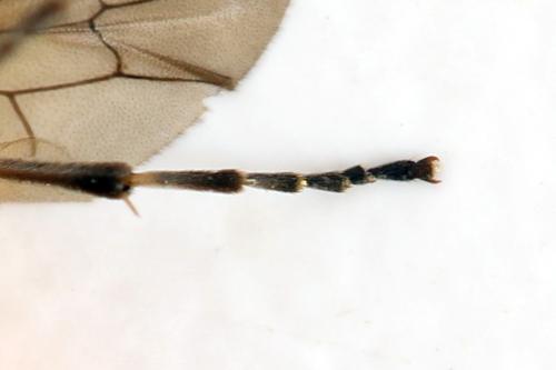 Athalia lugens