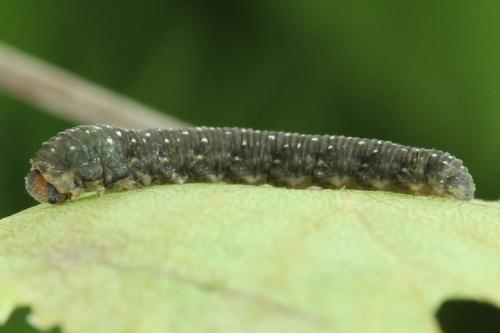 Réf. 314 468 : Empria candidata