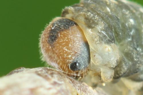 Réf. 314 470 : Empria candidata
