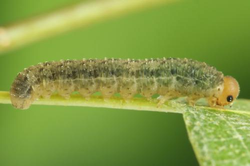 Réf. 314 061 : Rhogogaster scalaris