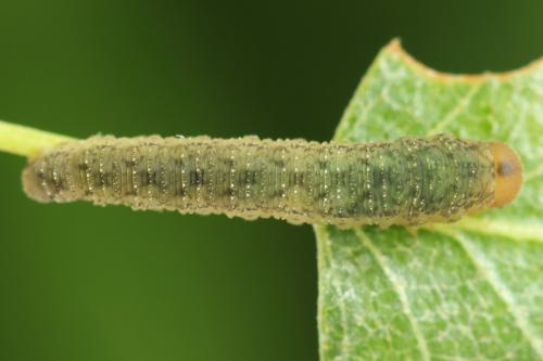 Réf. 314 062 : Rhogogaster scalaris