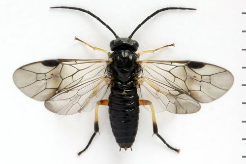 Réf. 314 148 : Stauronematus platycerus