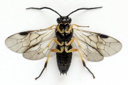 Stauronematus platycerus