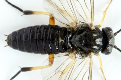 Réf. 314 150 : Stauronematus platycerus