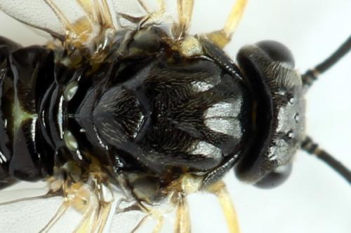 Réf. 314 151 : Stauronematus platycerus