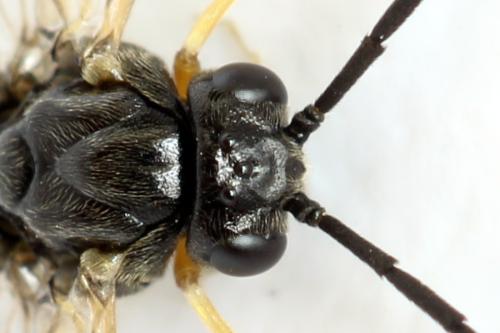 Réf. 314 152 : Stauronematus platycerus