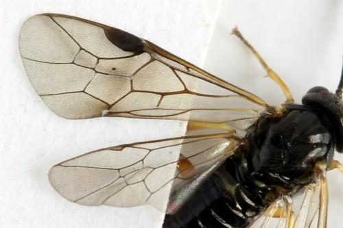 Réf. 314 153 : Stauronematus platycerus