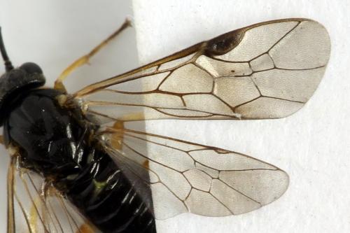 Stauronematus platycerus