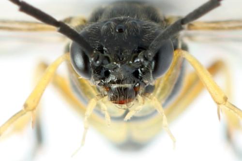Réf. 314 155 : Stauronematus platycerus