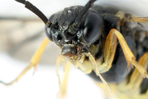Réf. 314 156 : Stauronematus platycerus