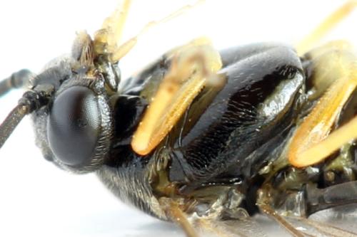 Réf. 314 157 : Stauronematus platycerus