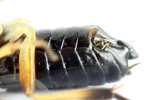 Réf. 314 158 : Stauronematus platycerus