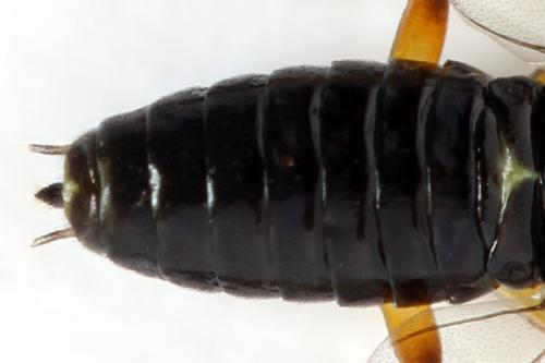 Réf. 314 159 : Stauronematus platycerus
