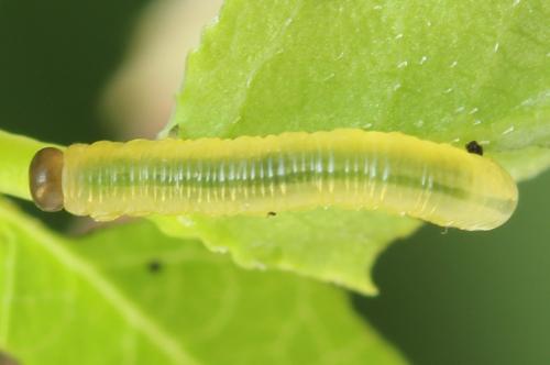 Réf. 314 384 : Pristiphora mollis