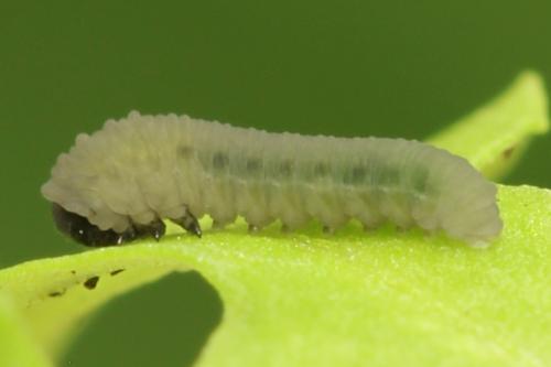Réf. 314 644 : Athalia lugens