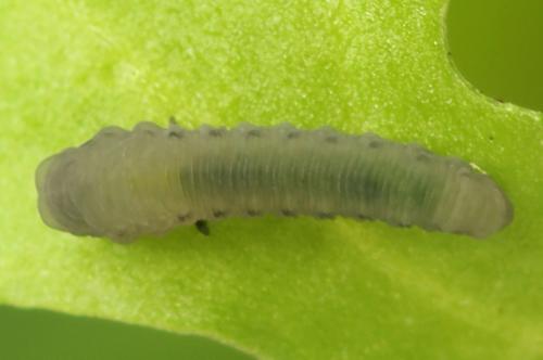 Réf. 314 645 : Athalia lugens