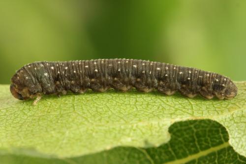 Réf. 314 471 : Empria candidata