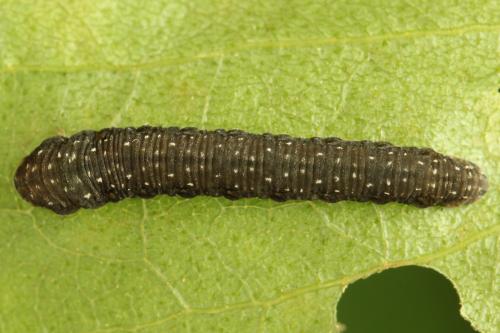 Empria candidata