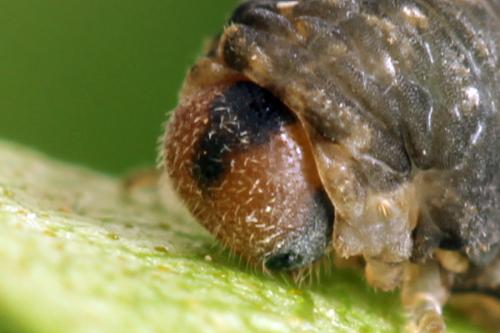 Empria candidata