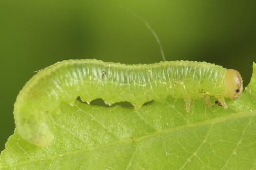 Réf. 314 387 : Pristiphora mollis