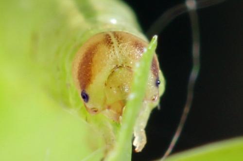 Réf. 314 388 : Pristiphora mollis