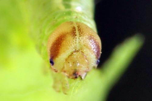 Réf. 314 389 : Pristiphora mollis