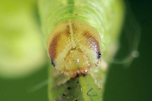 Réf. 314 392 : Pristiphora mollis