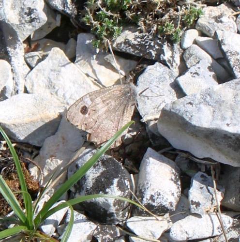 Réf. 314 308 : Hipparchia statilinus