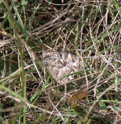 Réf. 314 313 : Hipparchia semele