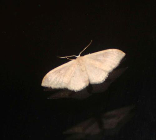 Idaea sp.