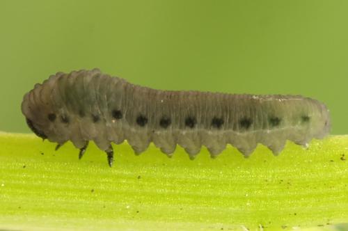 Réf. 314 646 : Athalia lugens