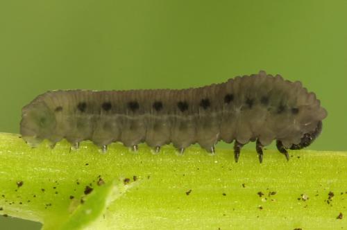 Réf. 314 647 : Athalia lugens