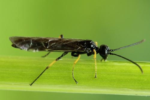 Réf. 314 219 : Cephus brachycercus