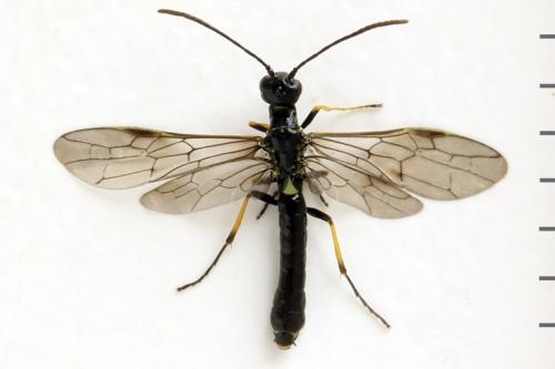 Cephus brachycercus
